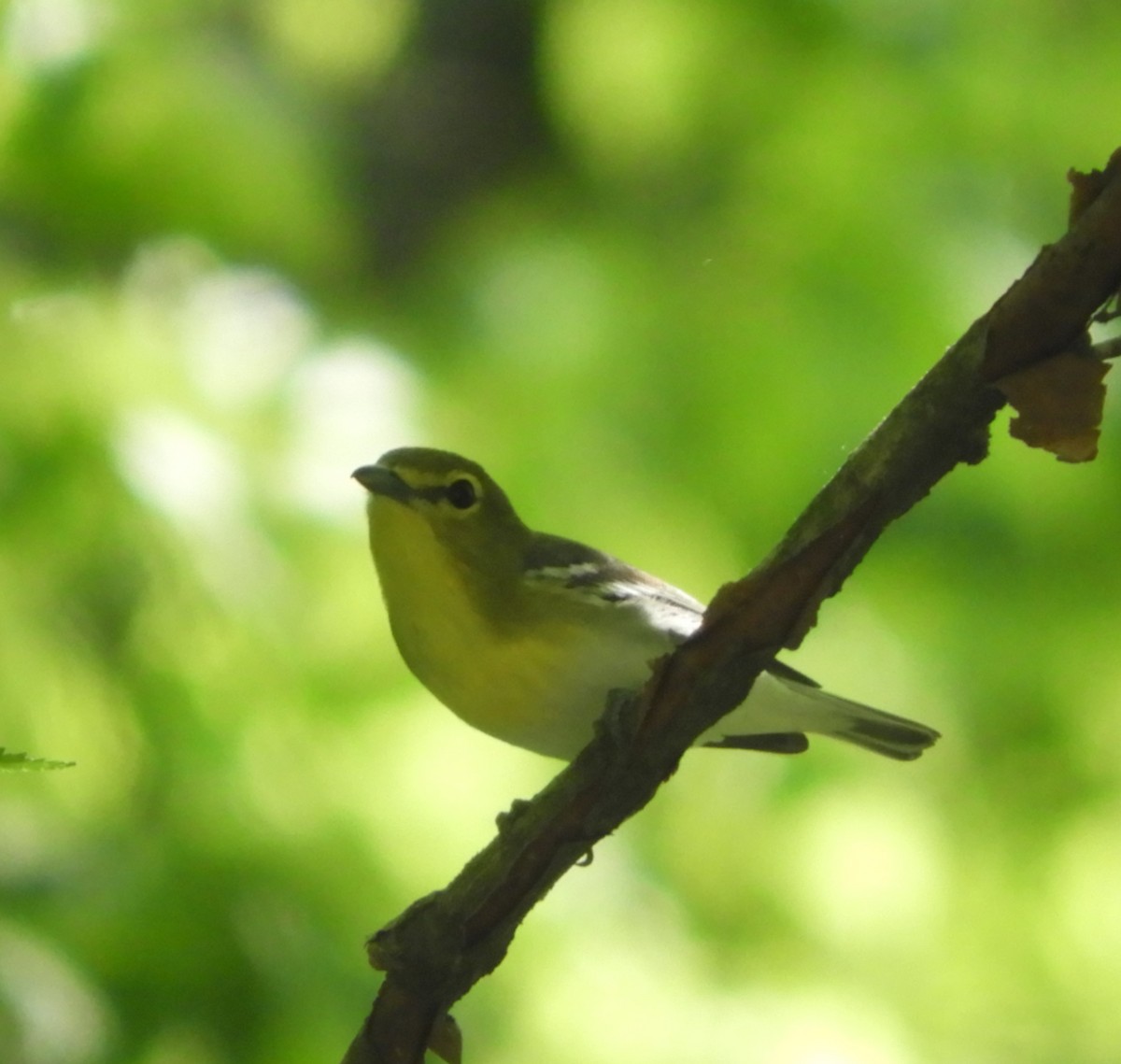 Yellow-throated Vireo - Marion Miller