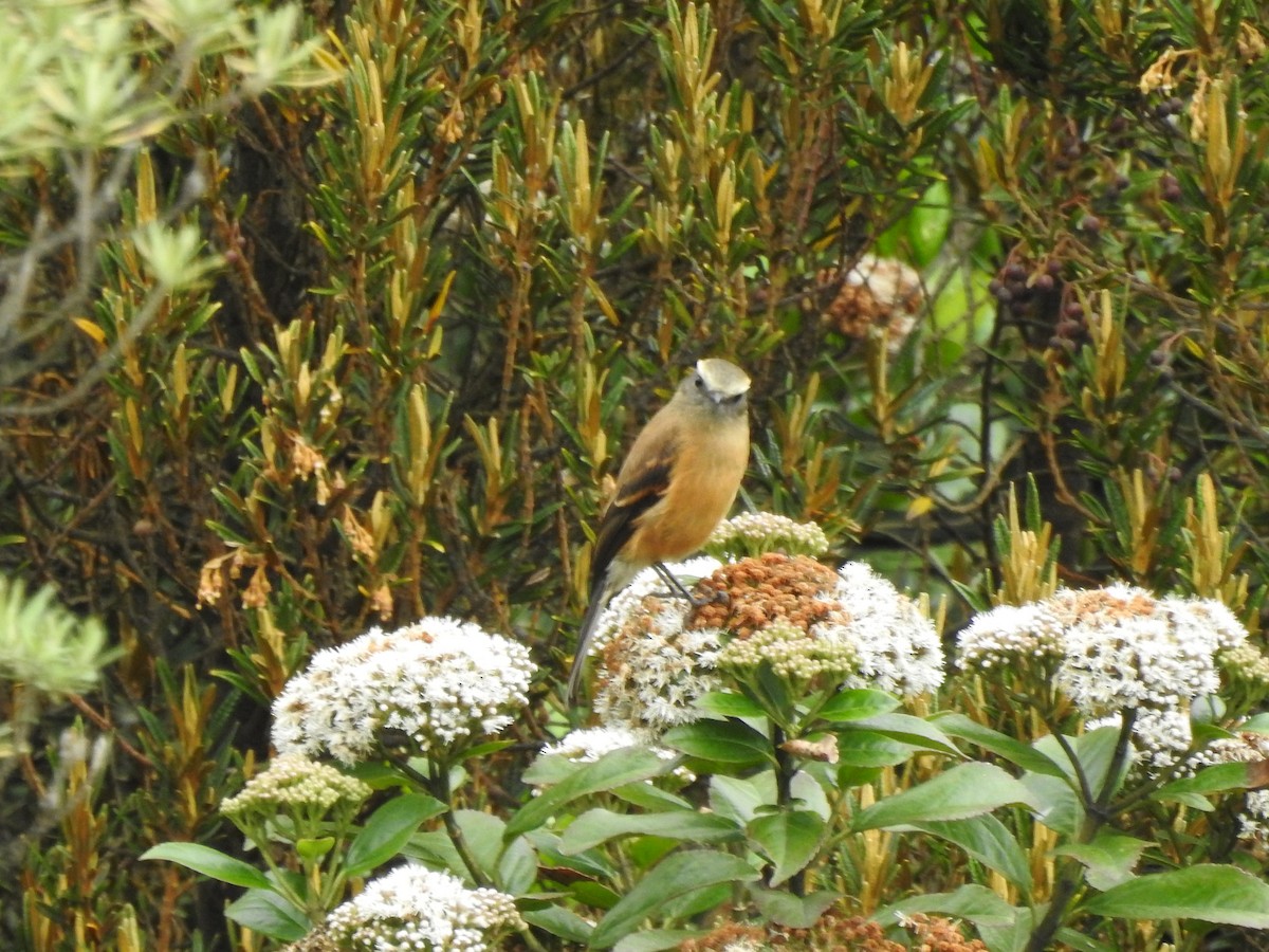 Brown-backed Chat-Tyrant - ML618861885