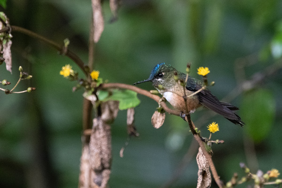 Violet-tailed Sylph - Kevin Ocampo | Ocampo Expeditions Birding Tours