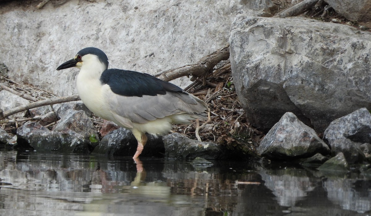 Black-crowned Night Heron - Henrika McCoy