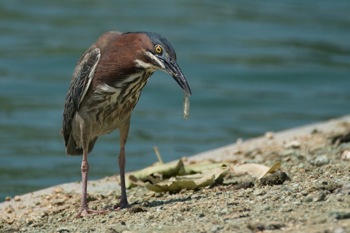 Green Heron - Alexander Yan