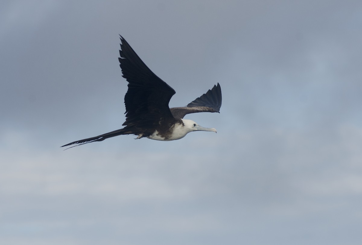 Magnificent Frigatebird - ML618861893