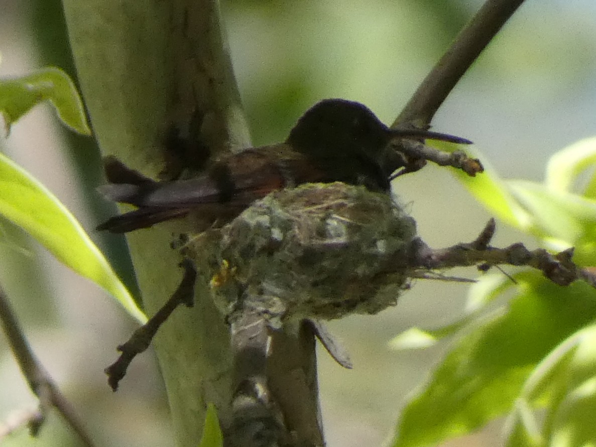 Berylline Hummingbird - Steven C and Emily B