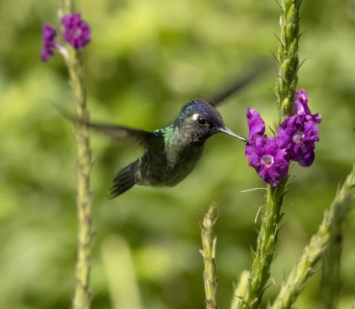 Violet-headed Hummingbird - Bonnie Graham