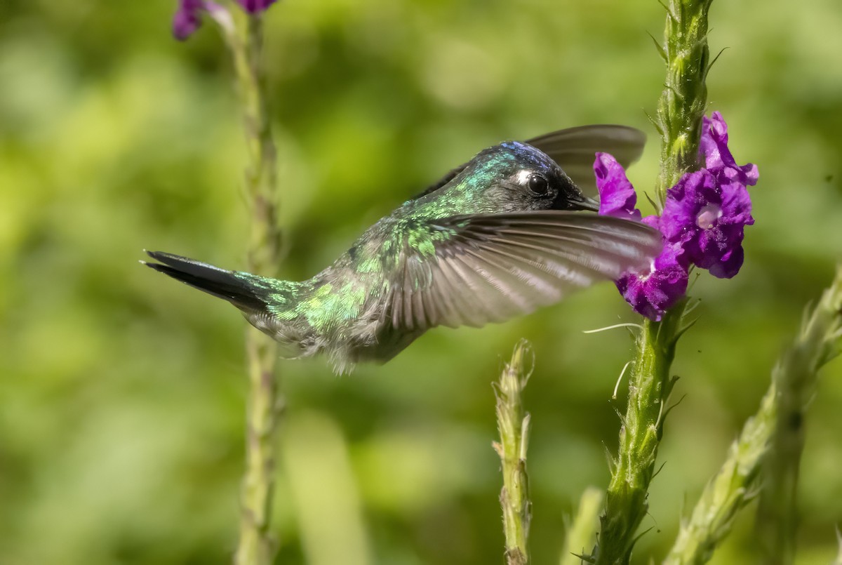 Violet-headed Hummingbird - Bonnie Graham