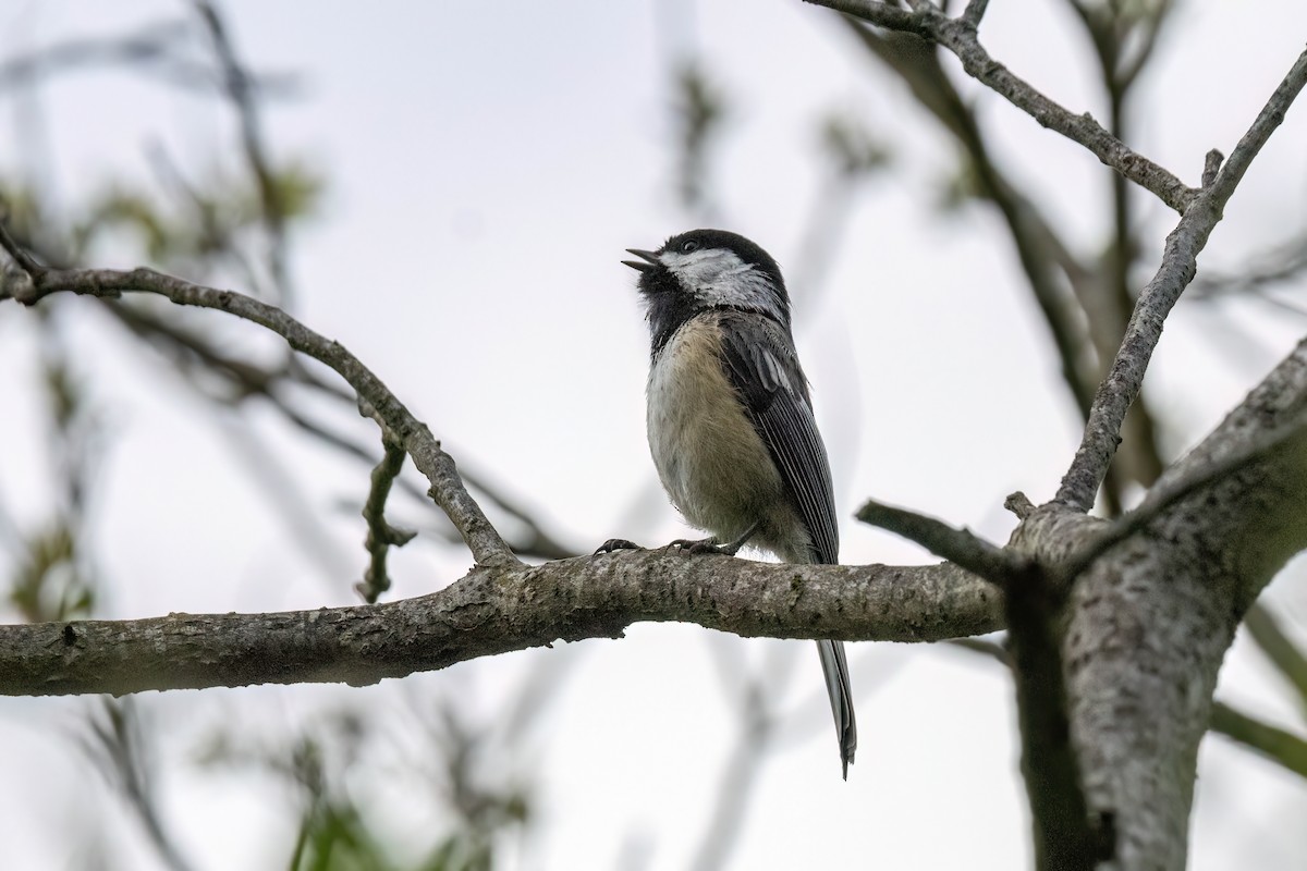 Mésange à tête noire - ML618861900