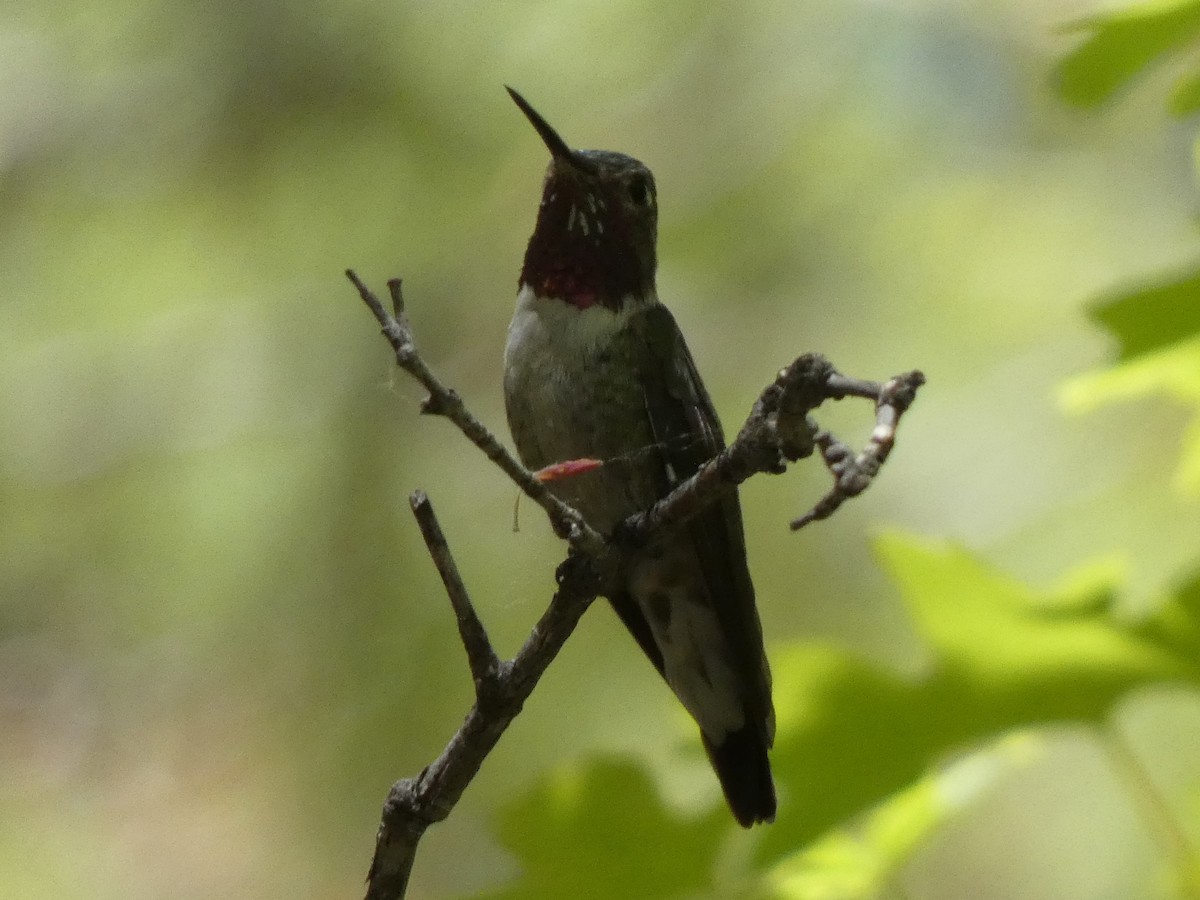 Broad-tailed Hummingbird - Steven C and Emily B