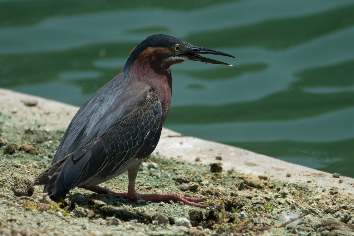 Green Heron - Alexander Yan