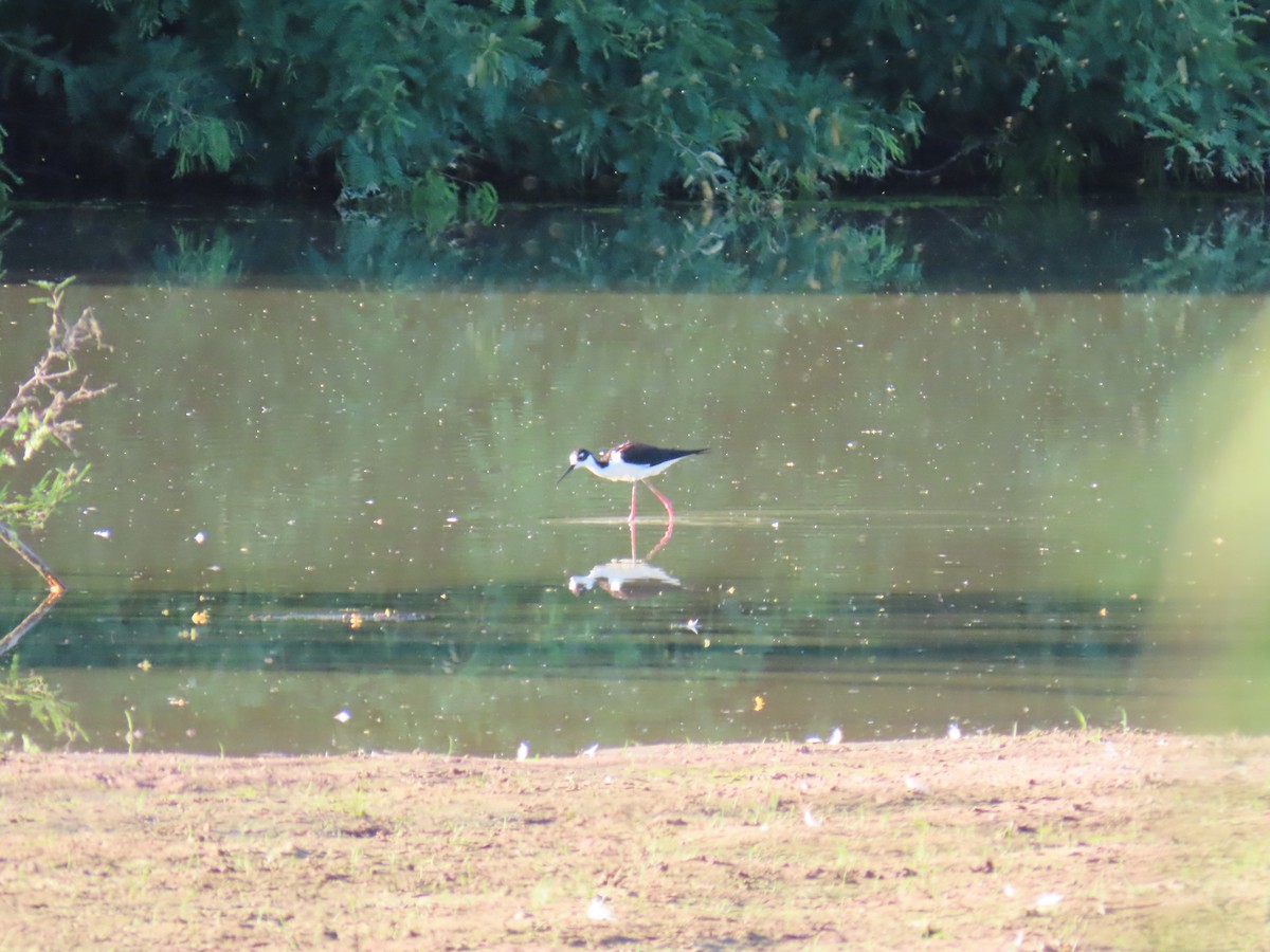 Black-necked Stilt - Laura Hasty