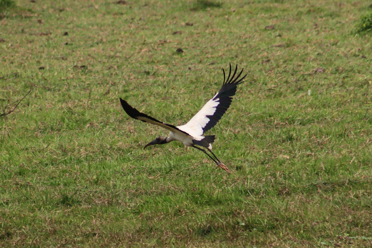 Wood Stork - Victor Arturo Ventura Ventura