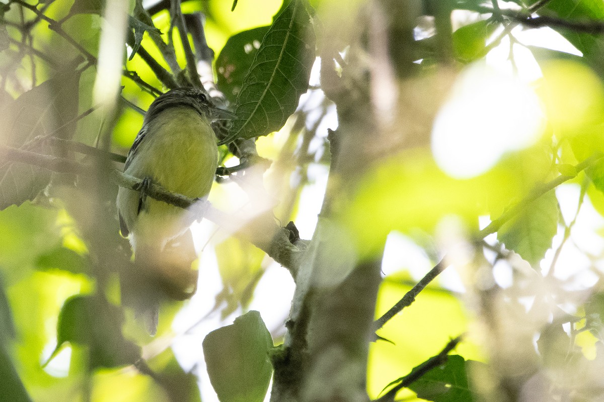 Yellow-breasted Antwren - Kevin Ocampo | Ocampo Expeditions Birding Tours