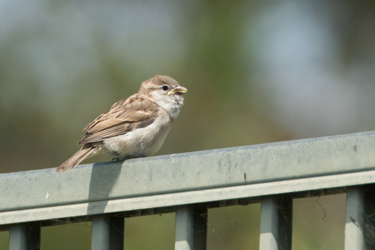 House Sparrow - Alexander Yan