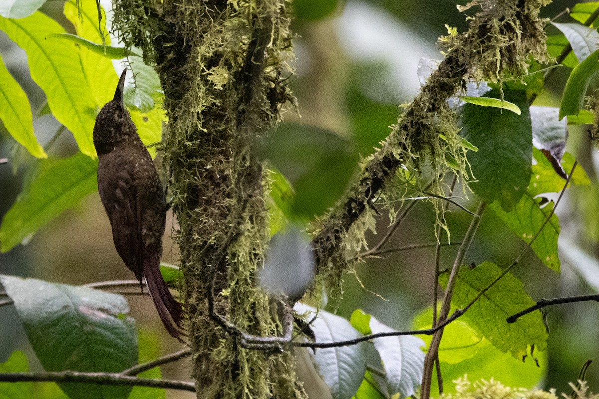 Olive-backed Woodcreeper - Kevin Ocampo | Ocampo Expeditions Birding Tours