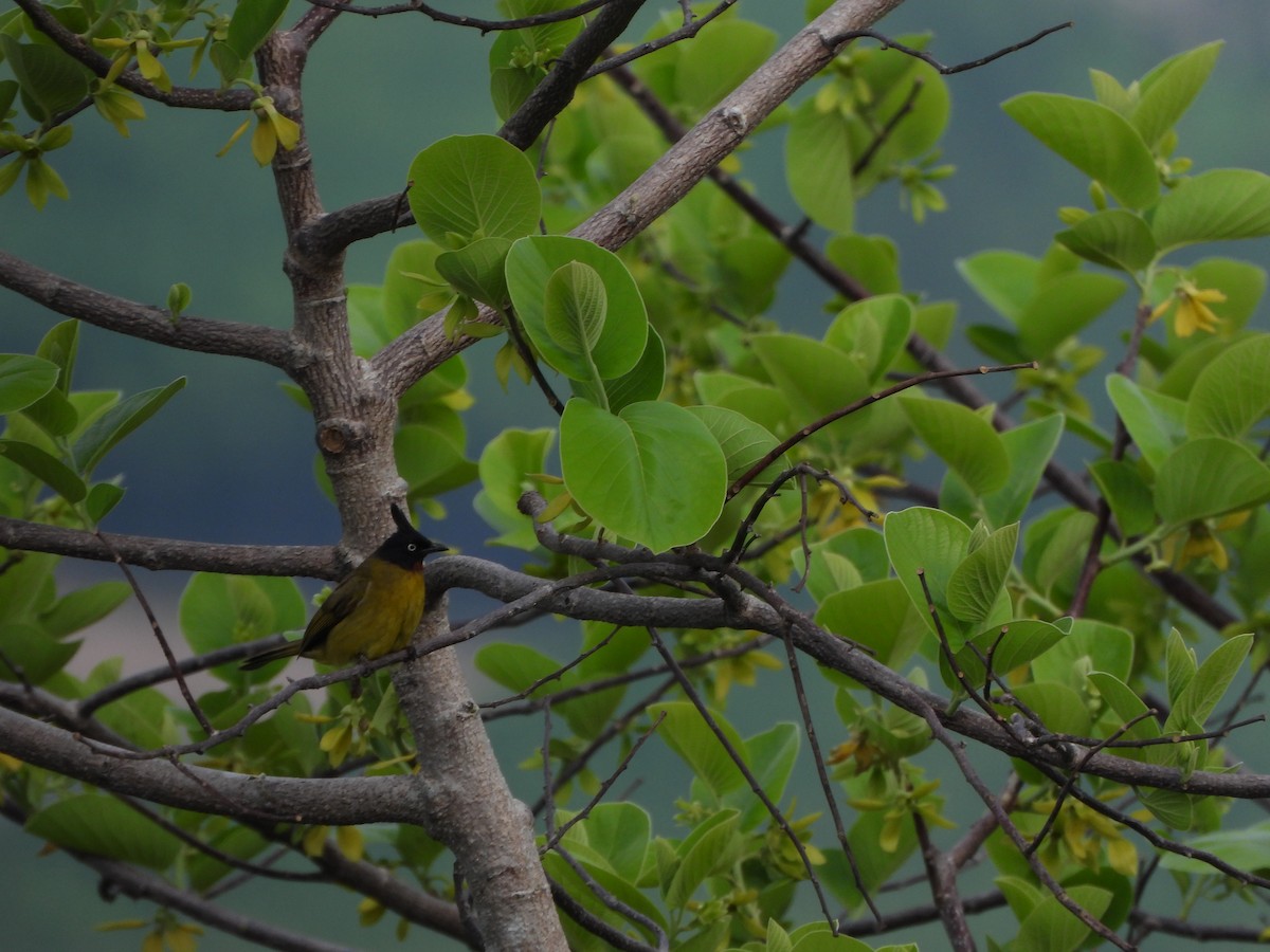 Black-crested Bulbul - ML618861937