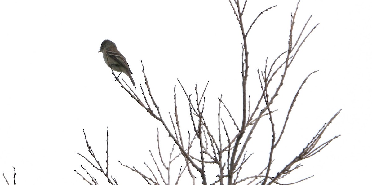 Least Flycatcher - ML618861959