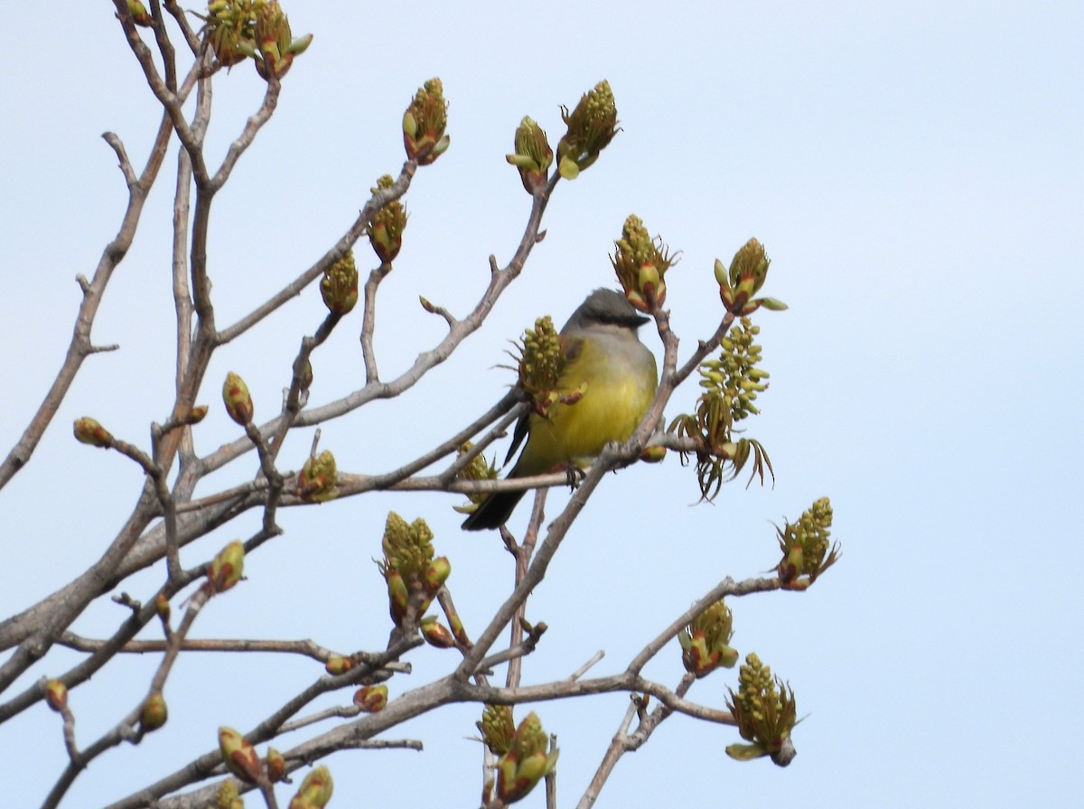 Western Kingbird - ML618861978