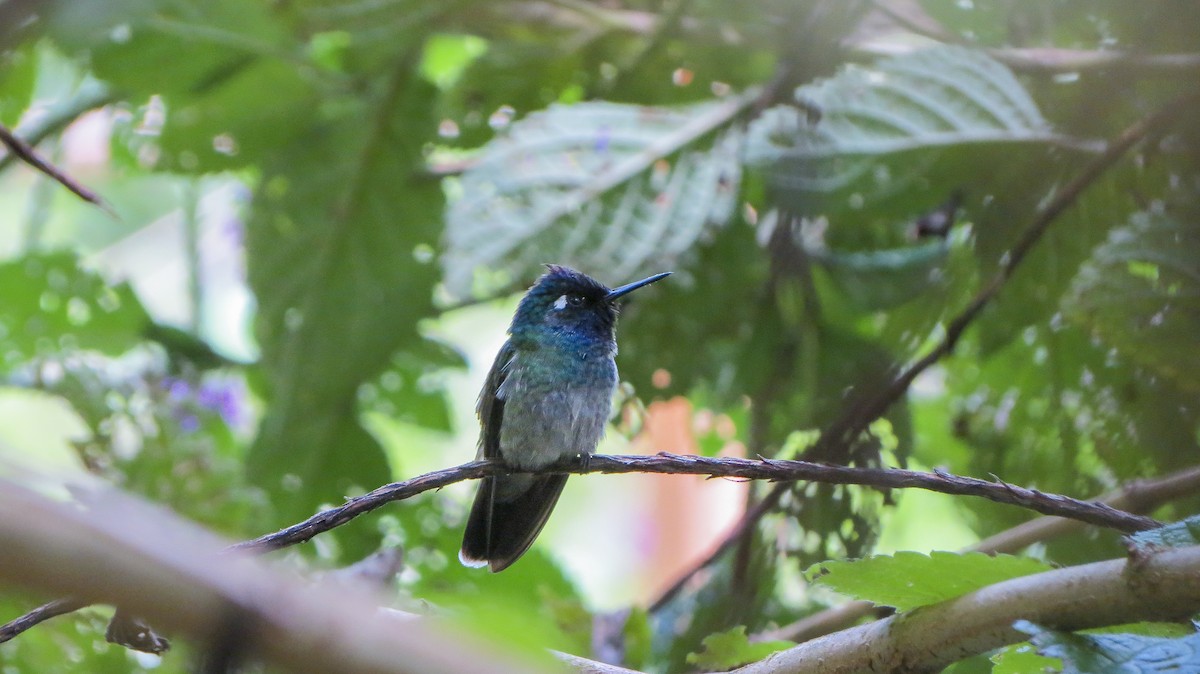 Violet-headed Hummingbird - Gabriel Aurazo