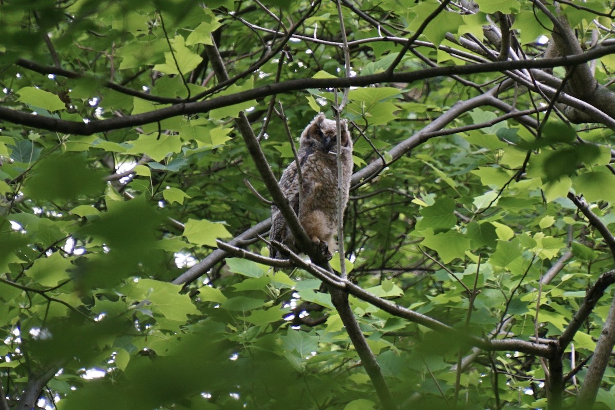 Great Horned Owl - Jenna Hunt