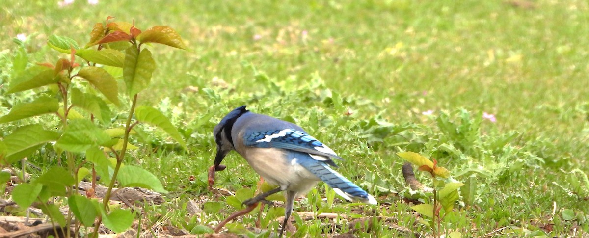 Blue Jay - Henrika McCoy