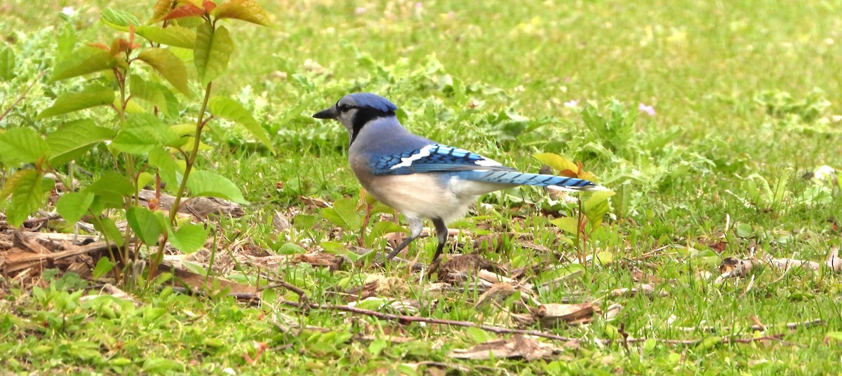 Blue Jay - Henrika McCoy