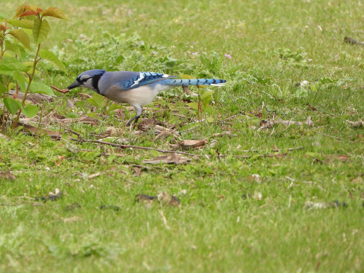 Blue Jay - Henrika McCoy