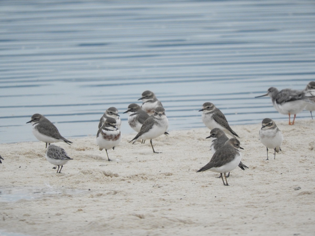 Double-banded Plover - Archer Callaway