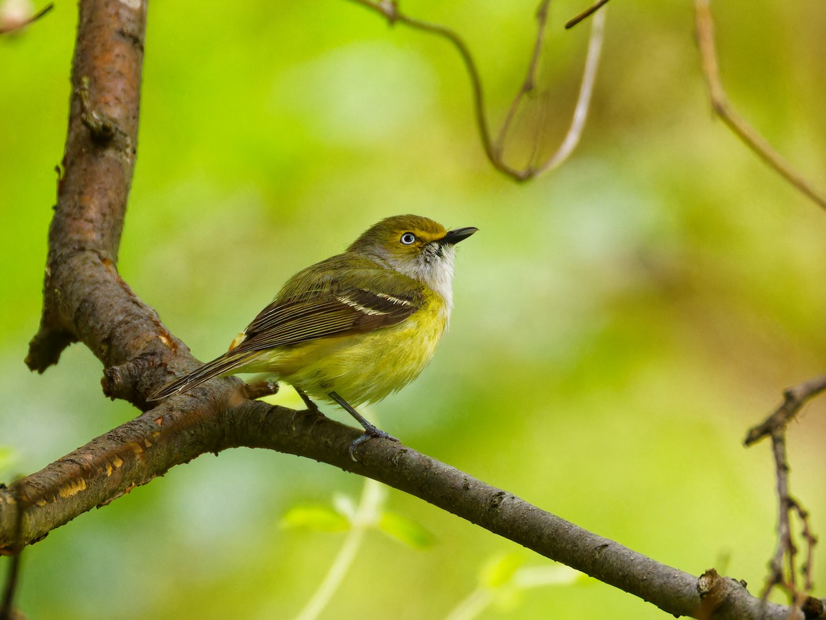 White-eyed Vireo - Ruogu Li