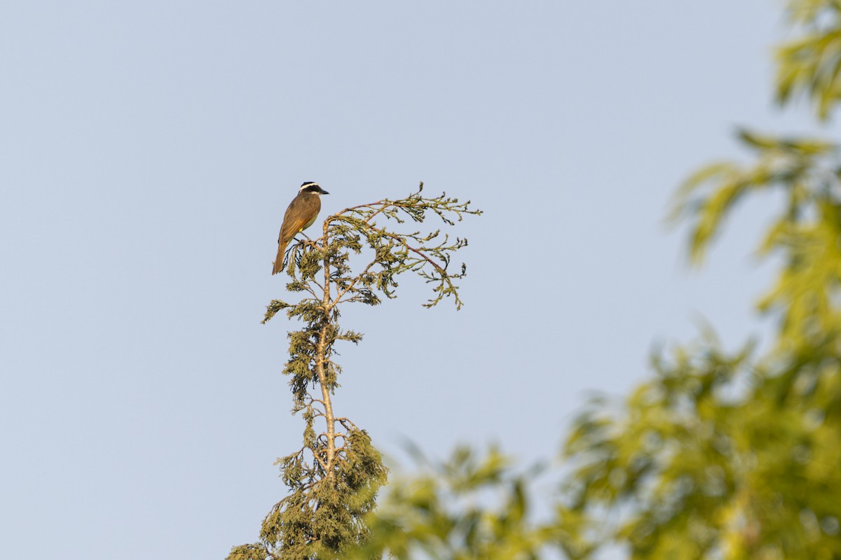 Great Kiskadee - ML618862044