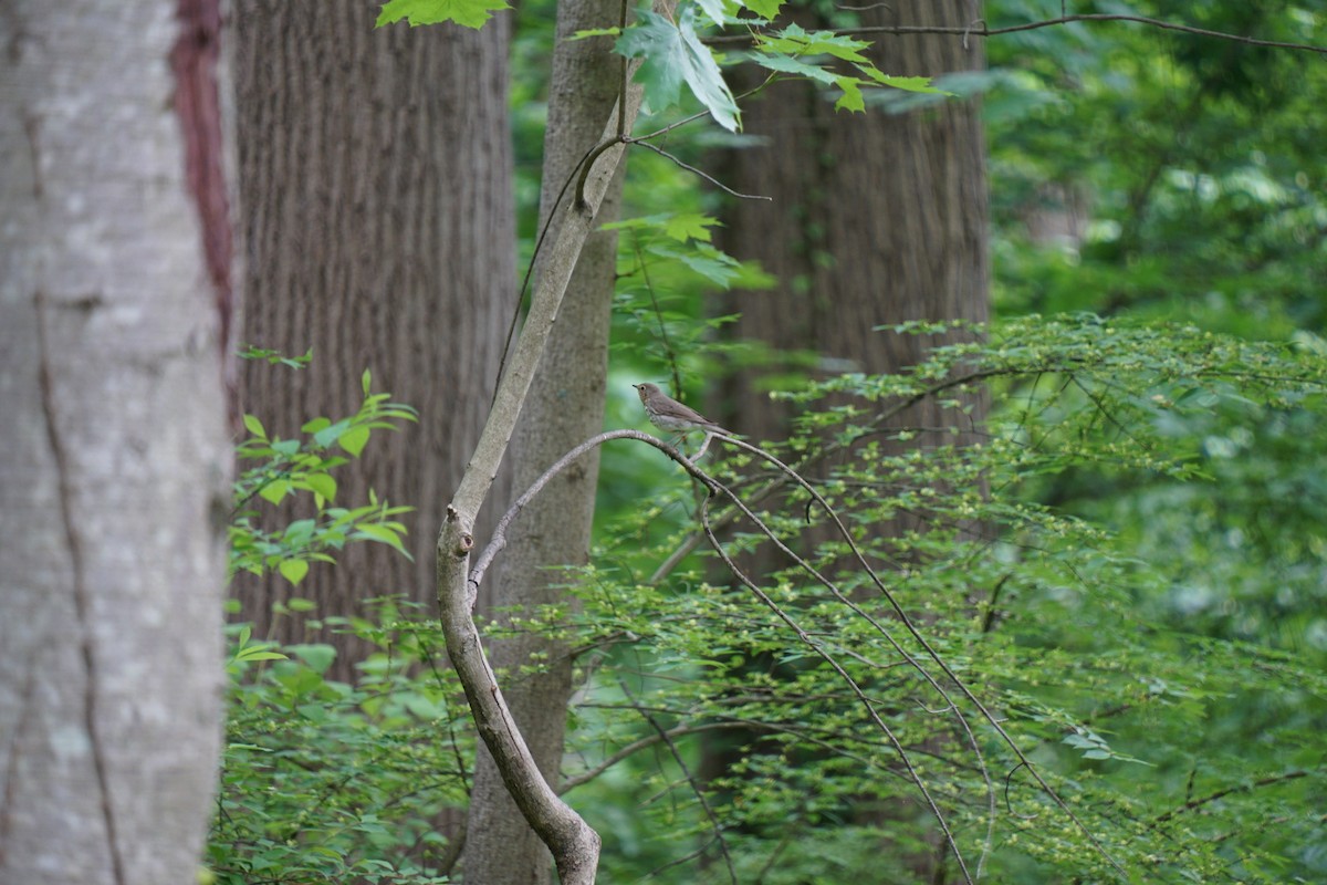 Swainson's Thrush - ML618862047