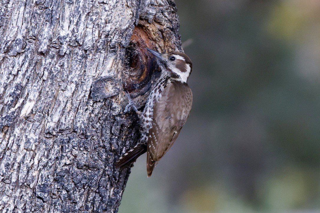 Arizona Woodpecker - Haim Weizman