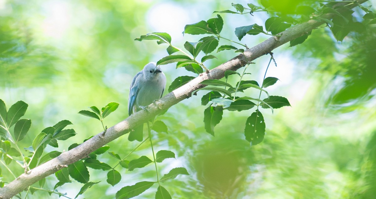 Blue-gray Tanager - ML618862050