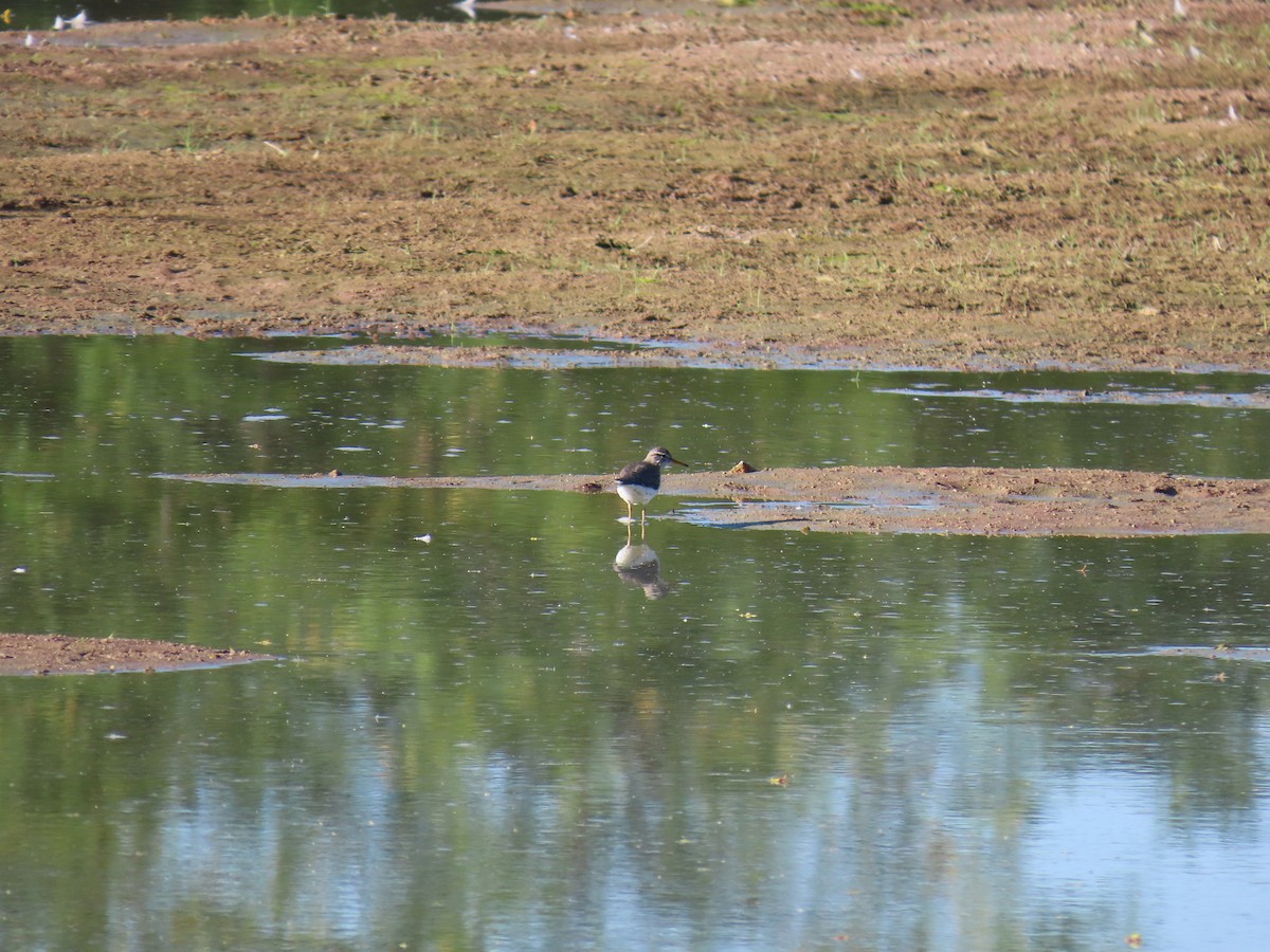 Greater Yellowlegs - Laura Hasty