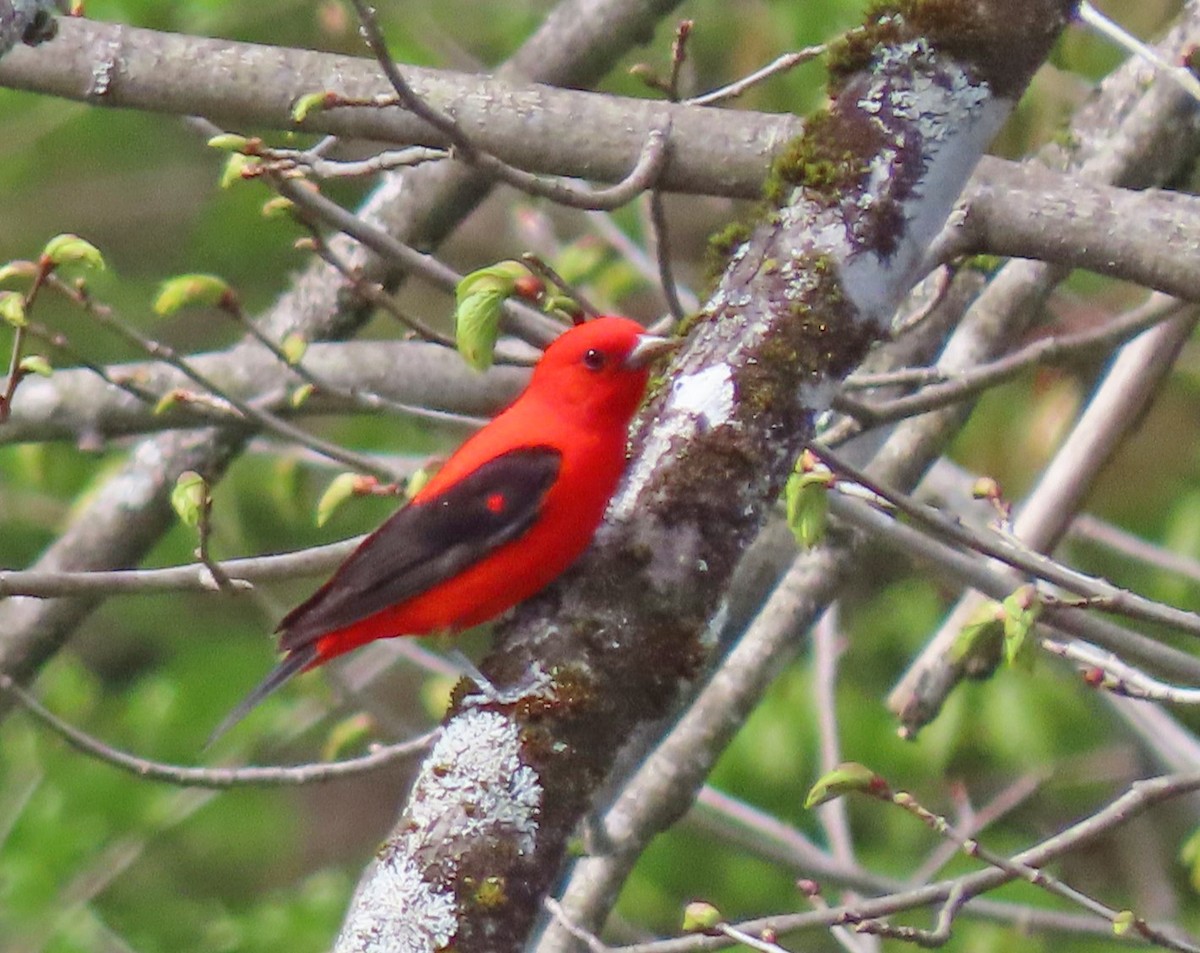 Scarlet Tanager - ML618862067