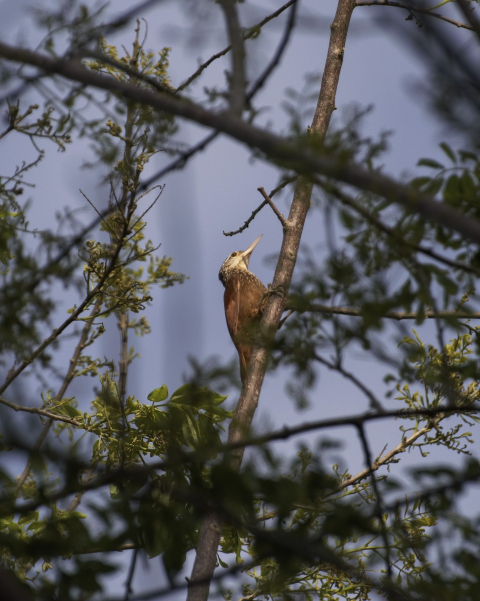 Straight-billed Woodcreeper - Isaac Diaz Rivera