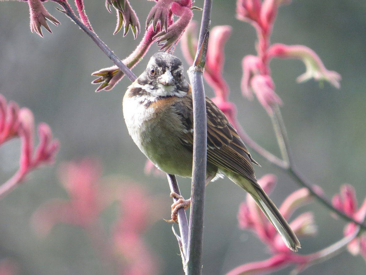 Rufous-collared Sparrow - Francy Lopez Garcia