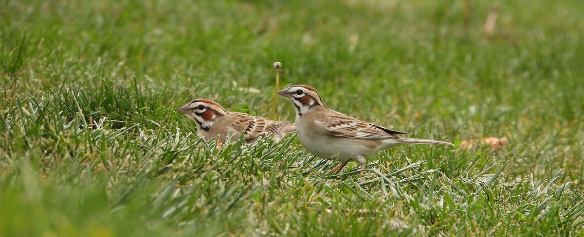 Lark Sparrow - Henrika McCoy