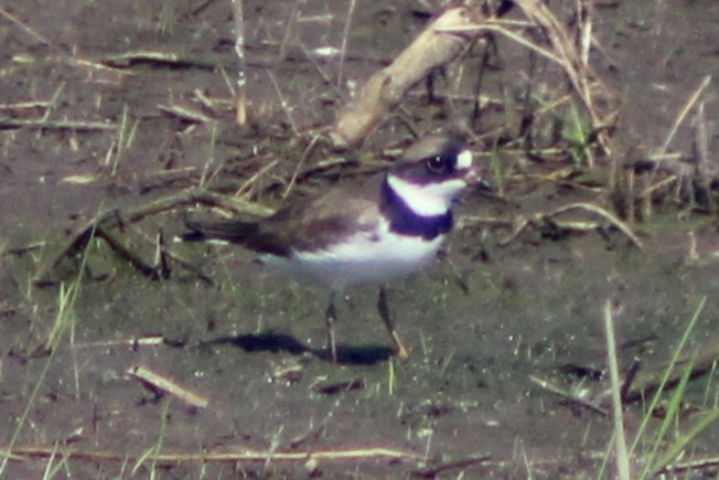 Semipalmated Plover - ML618862099