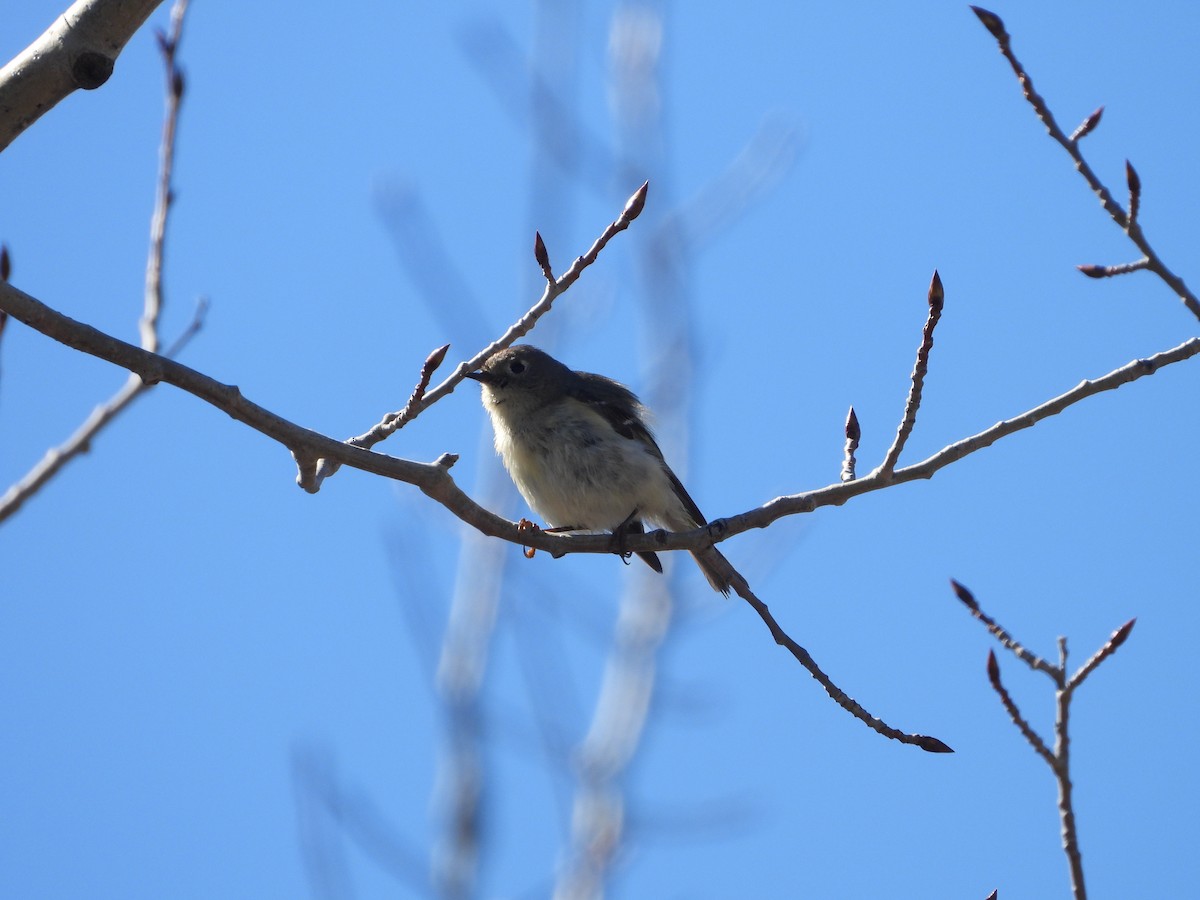 Ruby-crowned Kinglet - Sophie Bourdages