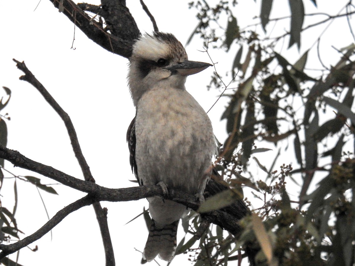 Laughing Kookaburra - Trevor Ross