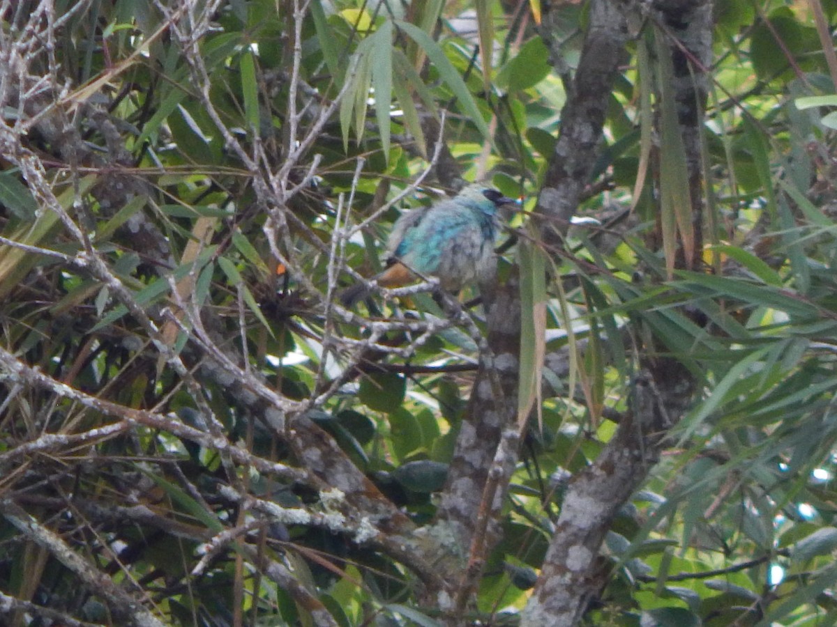 Blue Dacnis - Eric Hernández Acosta