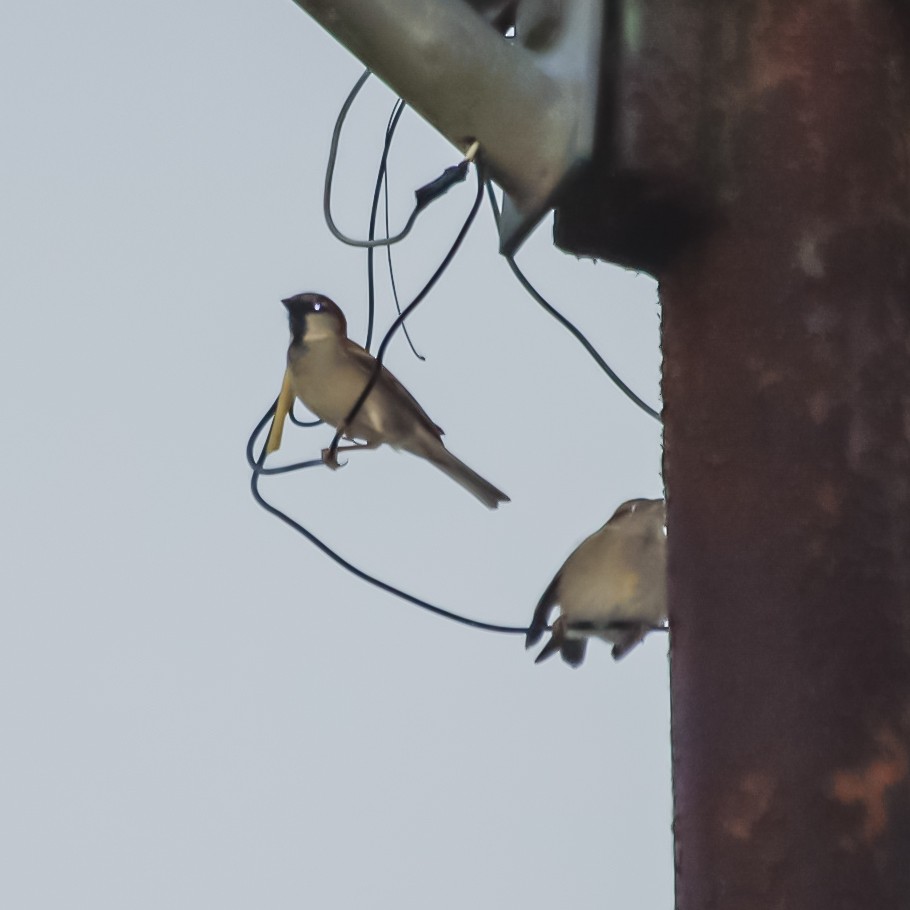 House Sparrow - ML618862137