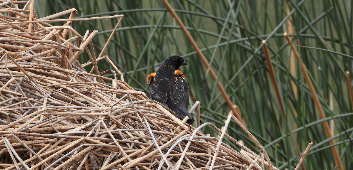 Red-winged Blackbird - Henrika McCoy