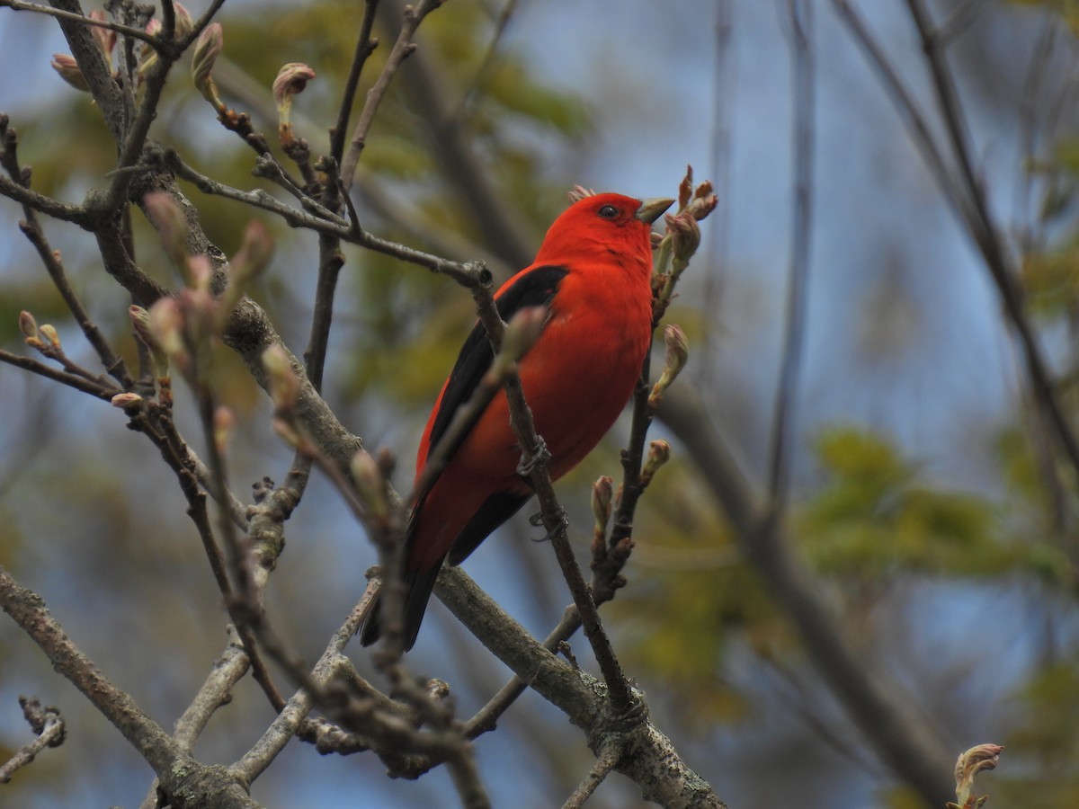Scarlet Tanager - ML618862146