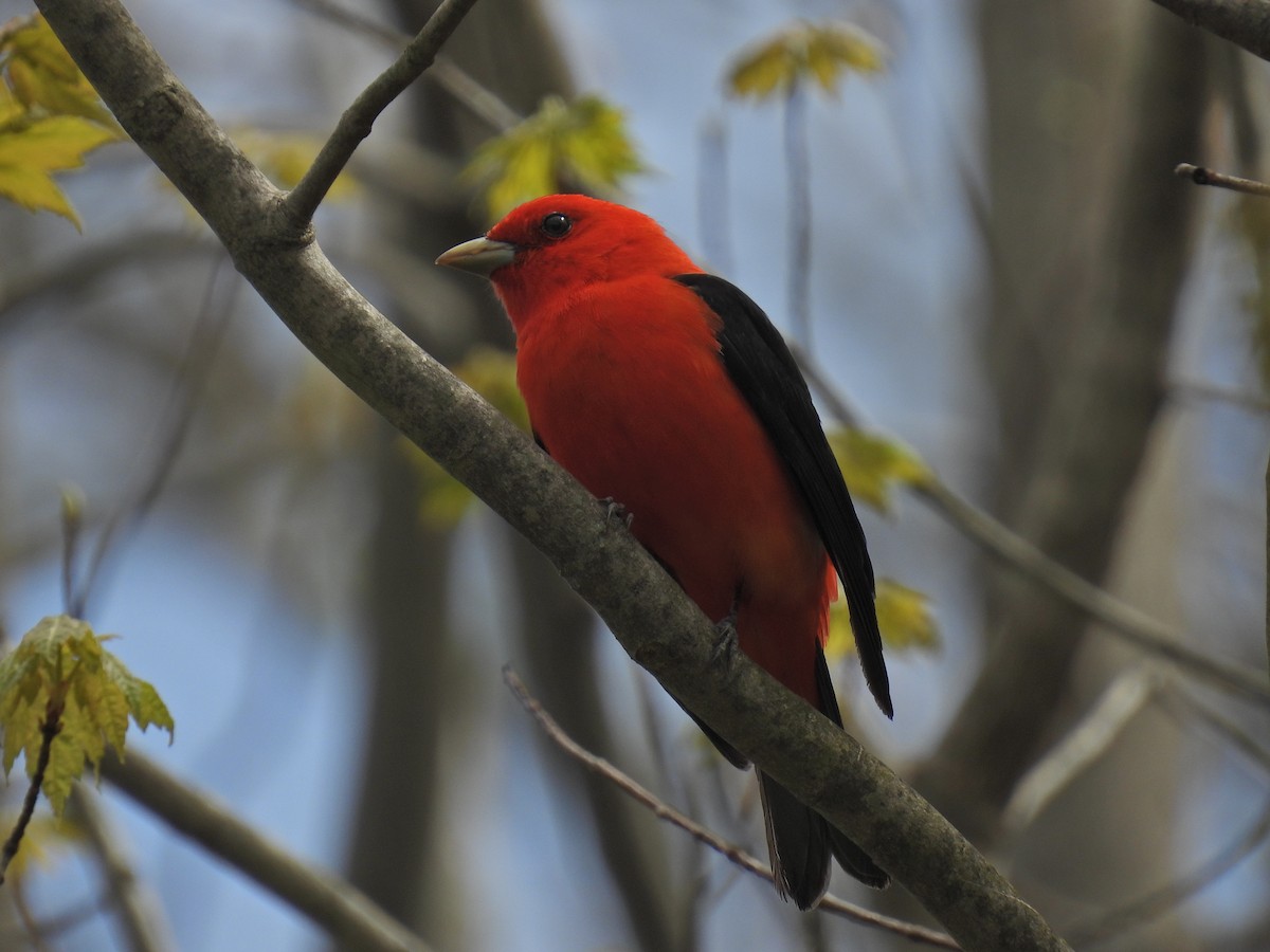 Scarlet Tanager - ML618862147