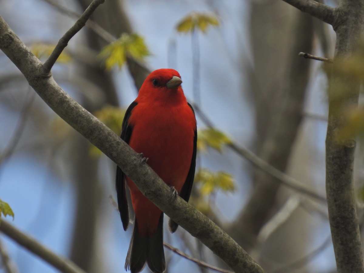 Scarlet Tanager - ML618862148