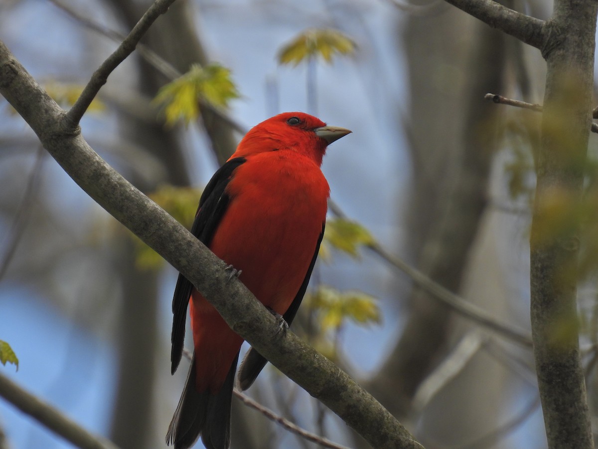 Scarlet Tanager - ML618862149