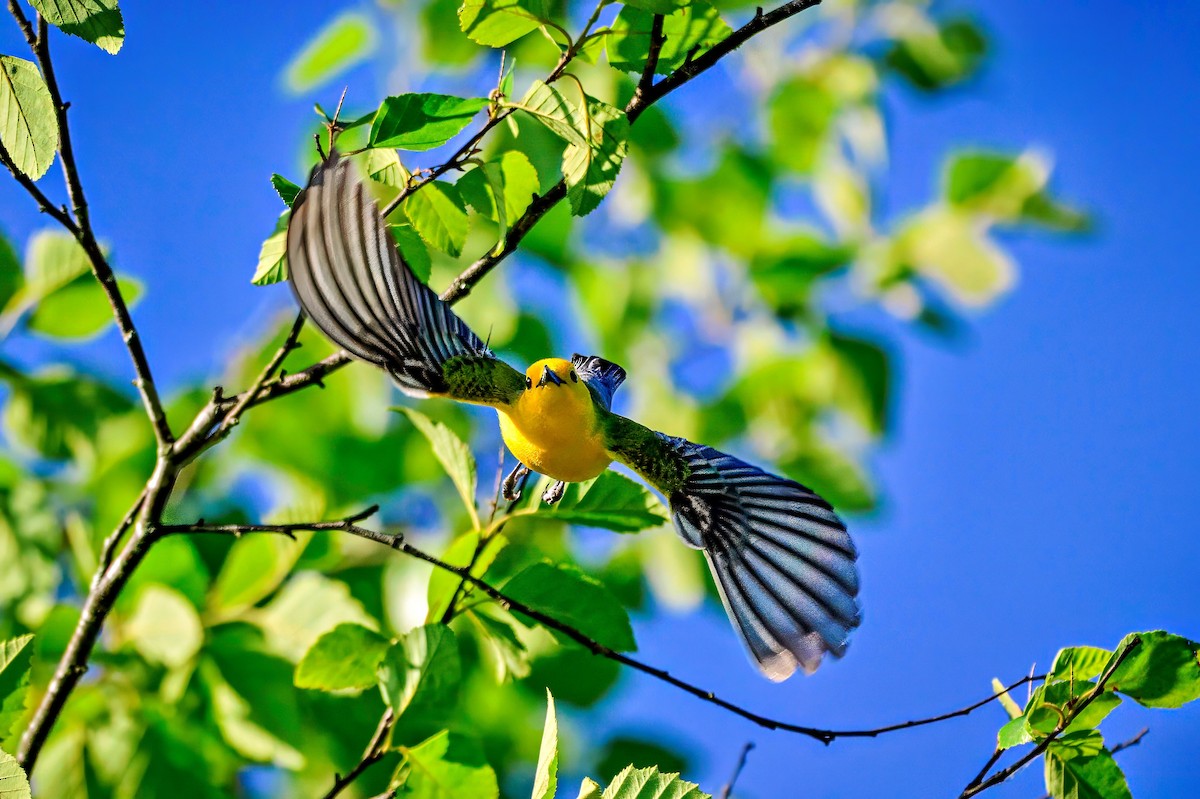 Prothonotary Warbler - Richard Pockat