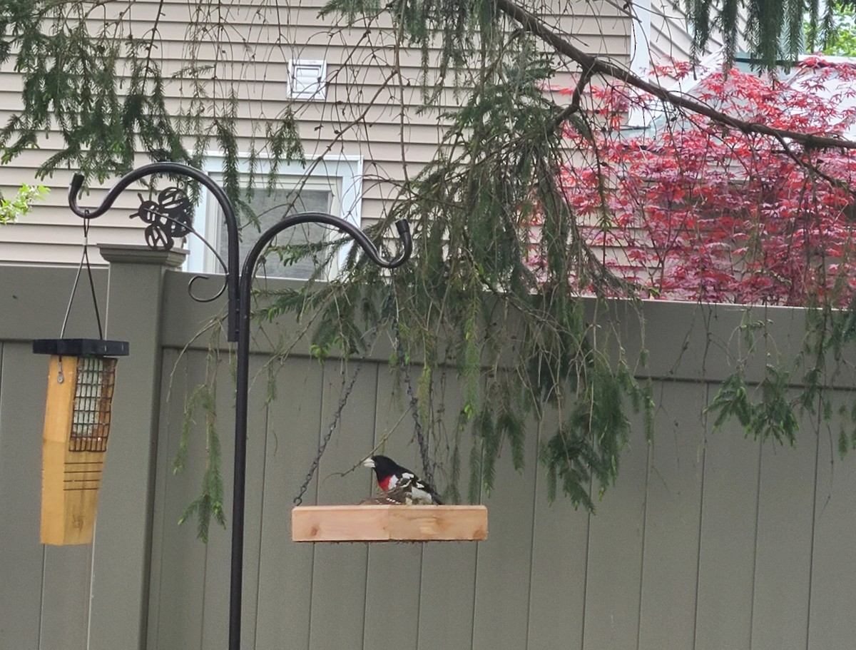 Rose-breasted Grosbeak - Amber Patten