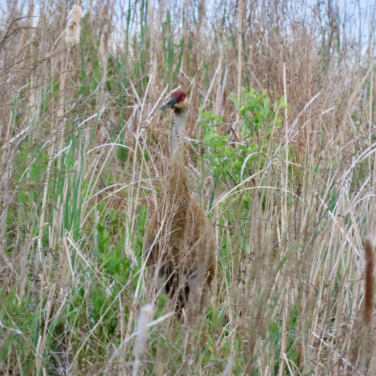 Sandhill Crane - Jocelyn K