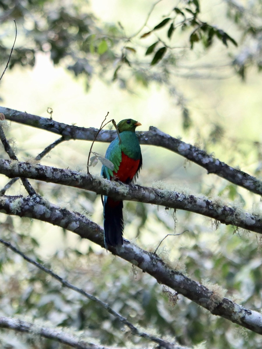 Golden-headed Quetzal - Rene sun